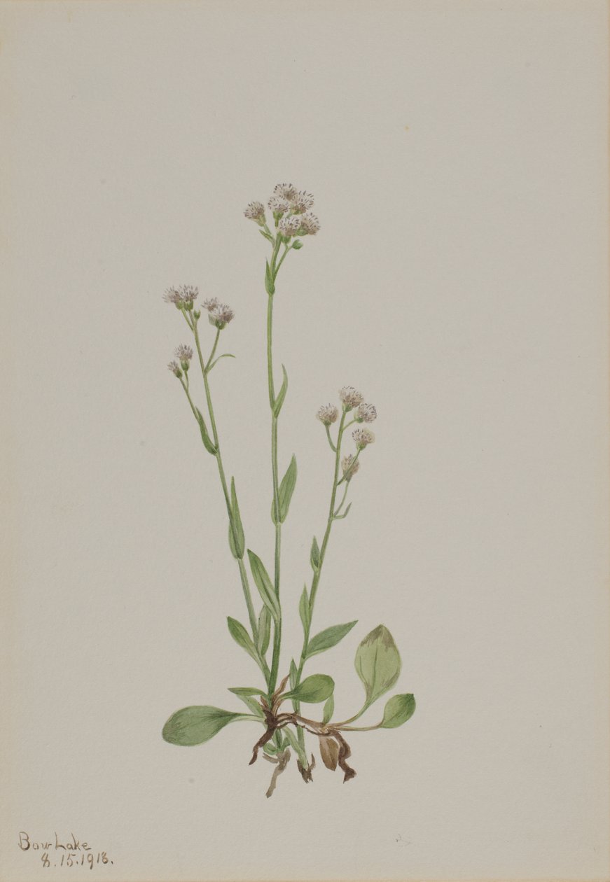 Antennaria racemosa - Mary Vaux Walcott