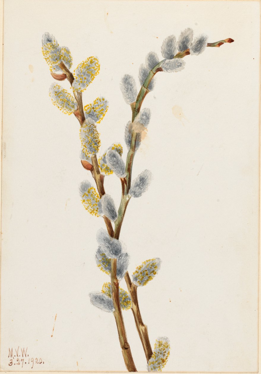 Saule roux (Salix discolor) - Mary Vaux Walcott
