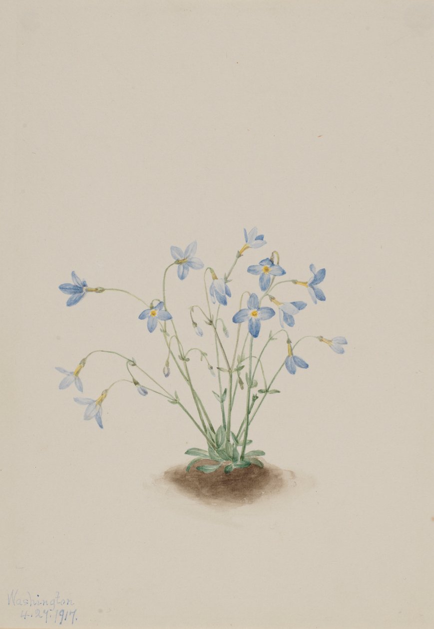 La petite reine (Houstonia caerulea) - Mary Vaux Walcott