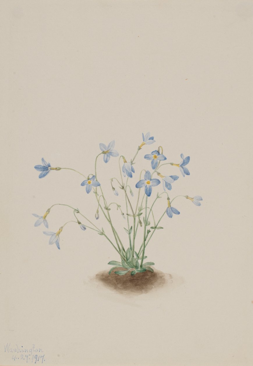 Quakerladies Houstonia caerulea - Mary Vaux Walcott