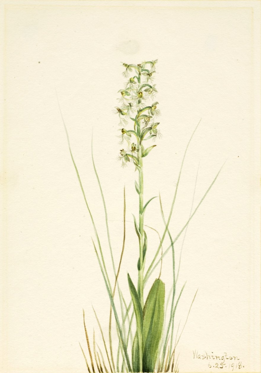 Habenaria lacera (Habenaria lacera) - Mary Vaux Walcott