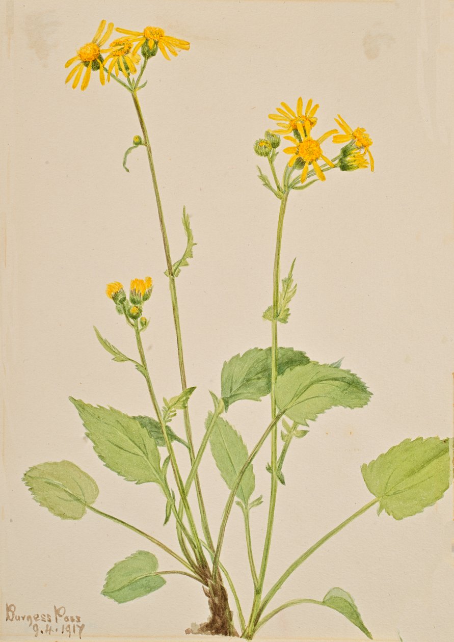 Séneçon de Burke, 1917 - Mary Vaux Walcott