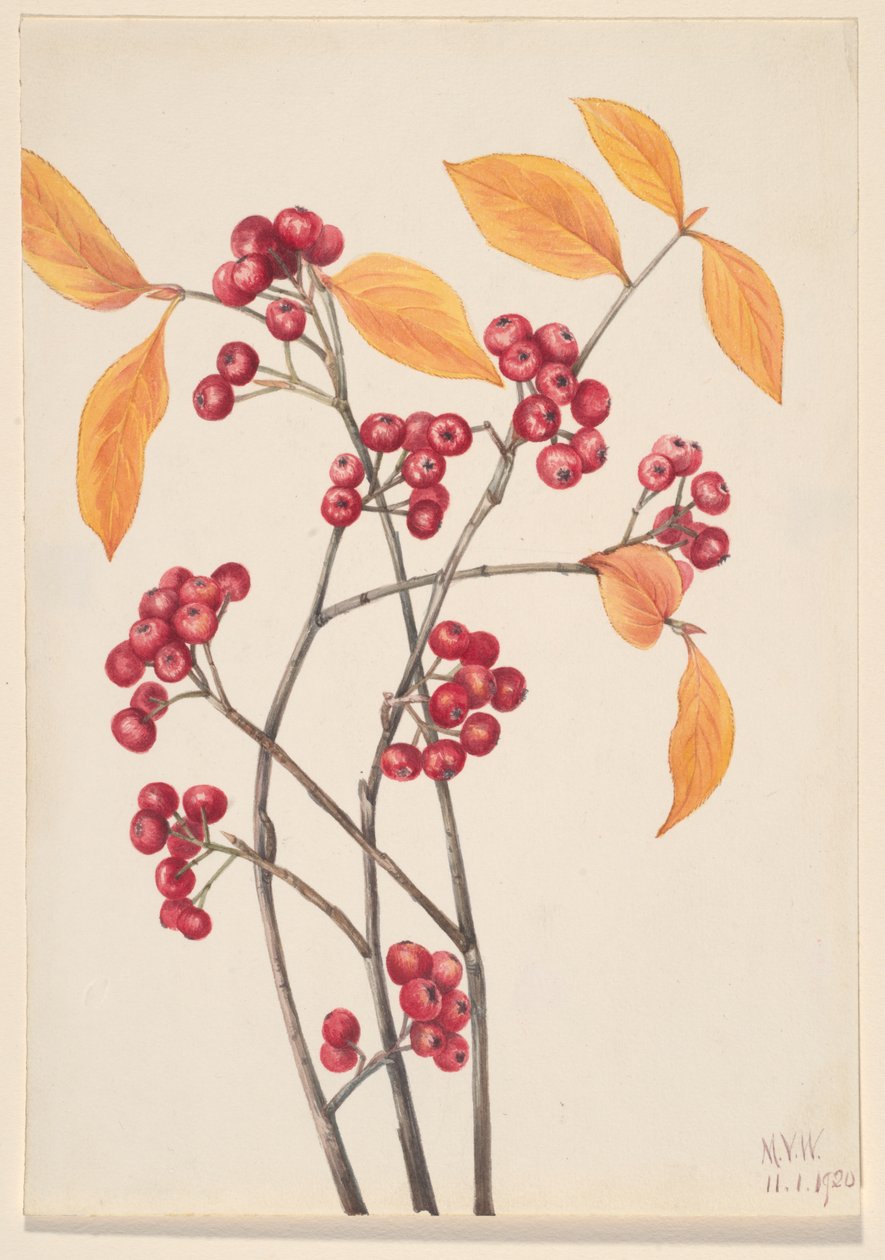 Aronie à feuilles d