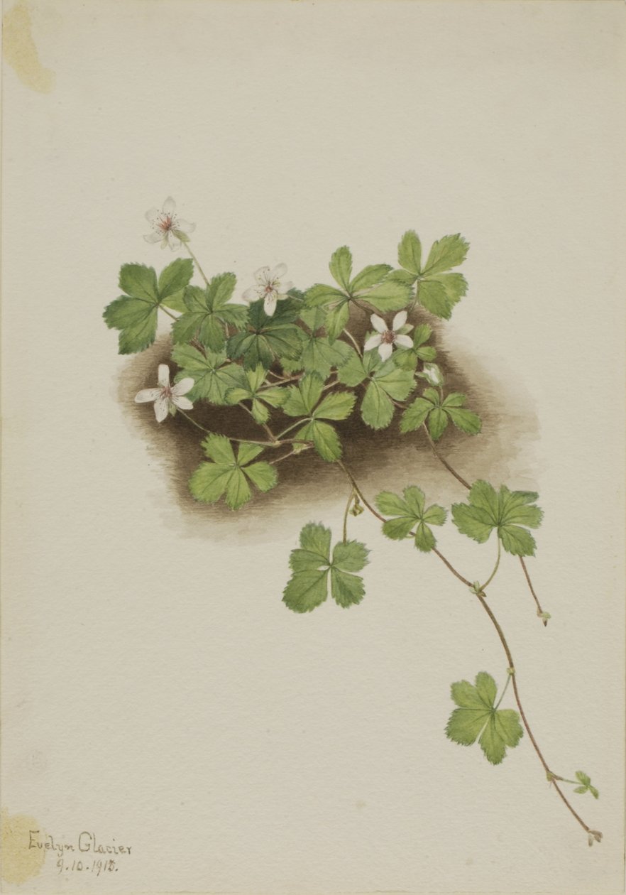 Myrtille rouge (Rubus pedatus) - Mary Vaux Walcott
