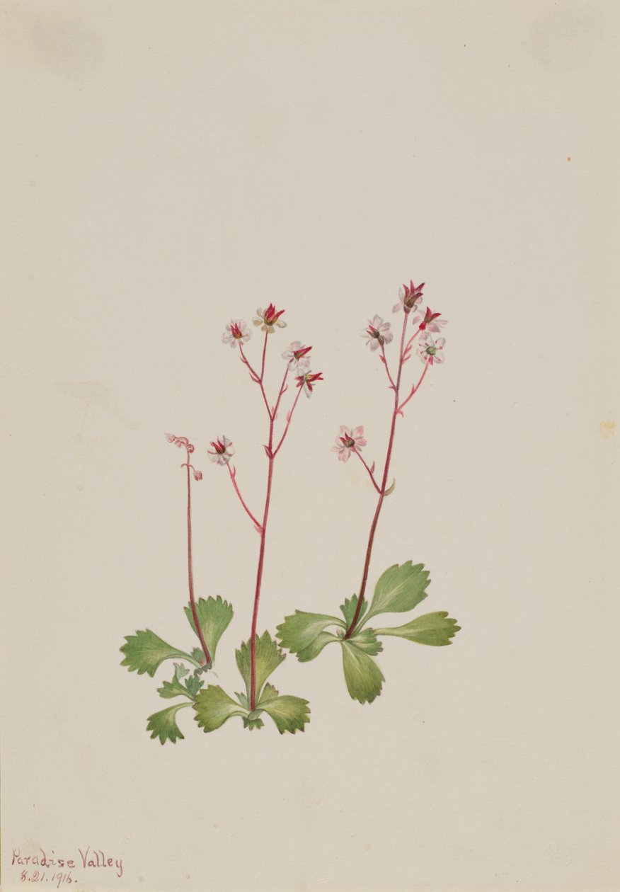 Saxifrage à Tige Rouge Saxifraga lyallii, 1916 - Mary Vaux Walcott