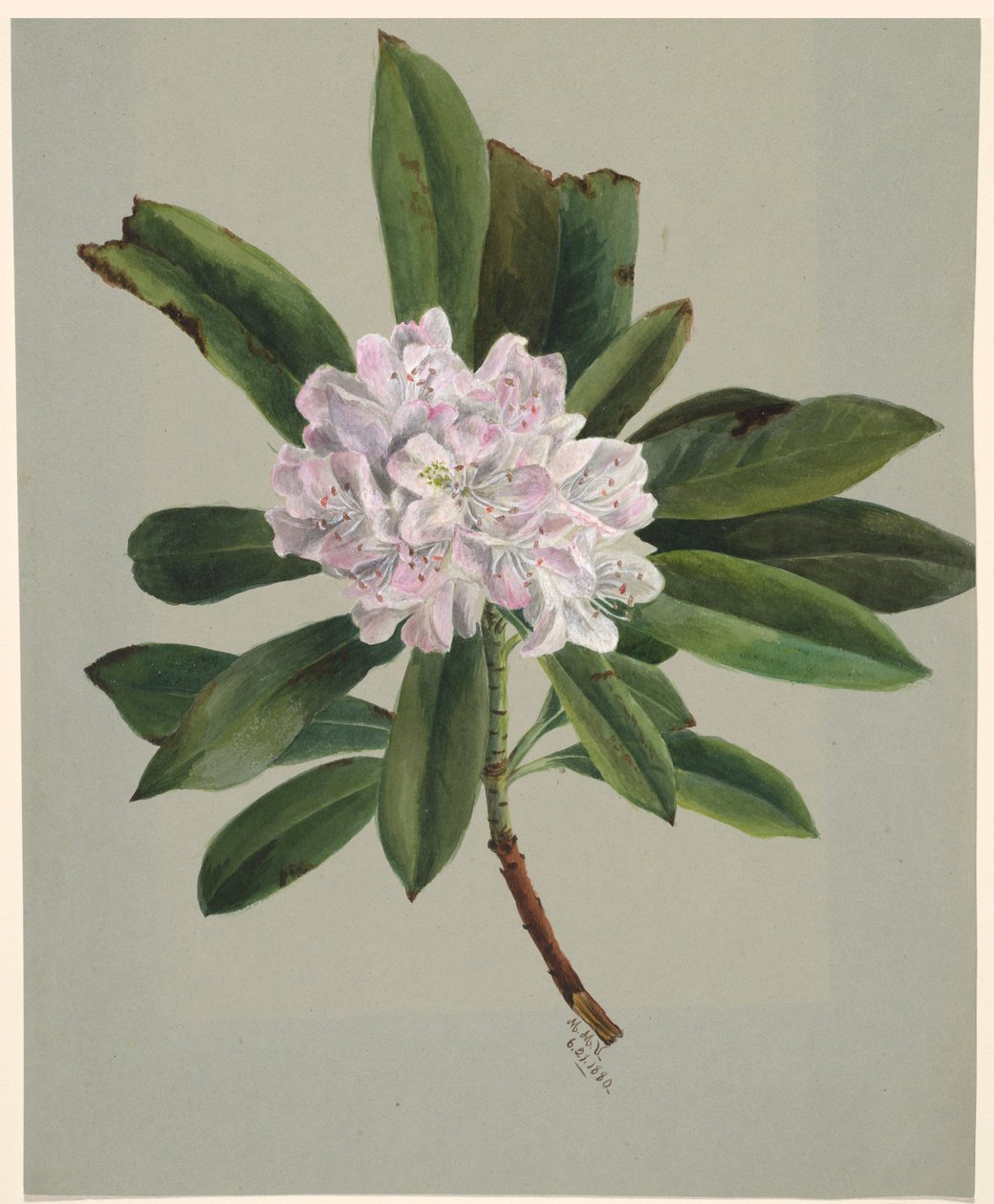 Rhododendron (Rhododendron maximum) - Mary Vaux Walcott
