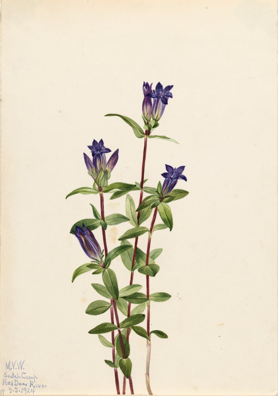 Gentiane des rives Gentiana affinis, 1924 - Mary Vaux Walcott