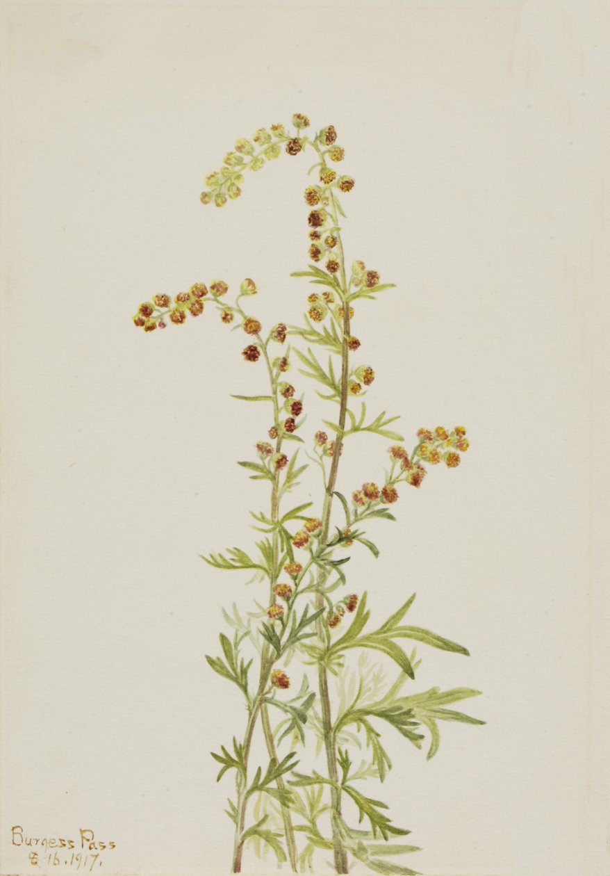 Armoise des rochers Artemisia discolor - Mary Vaux Walcott
