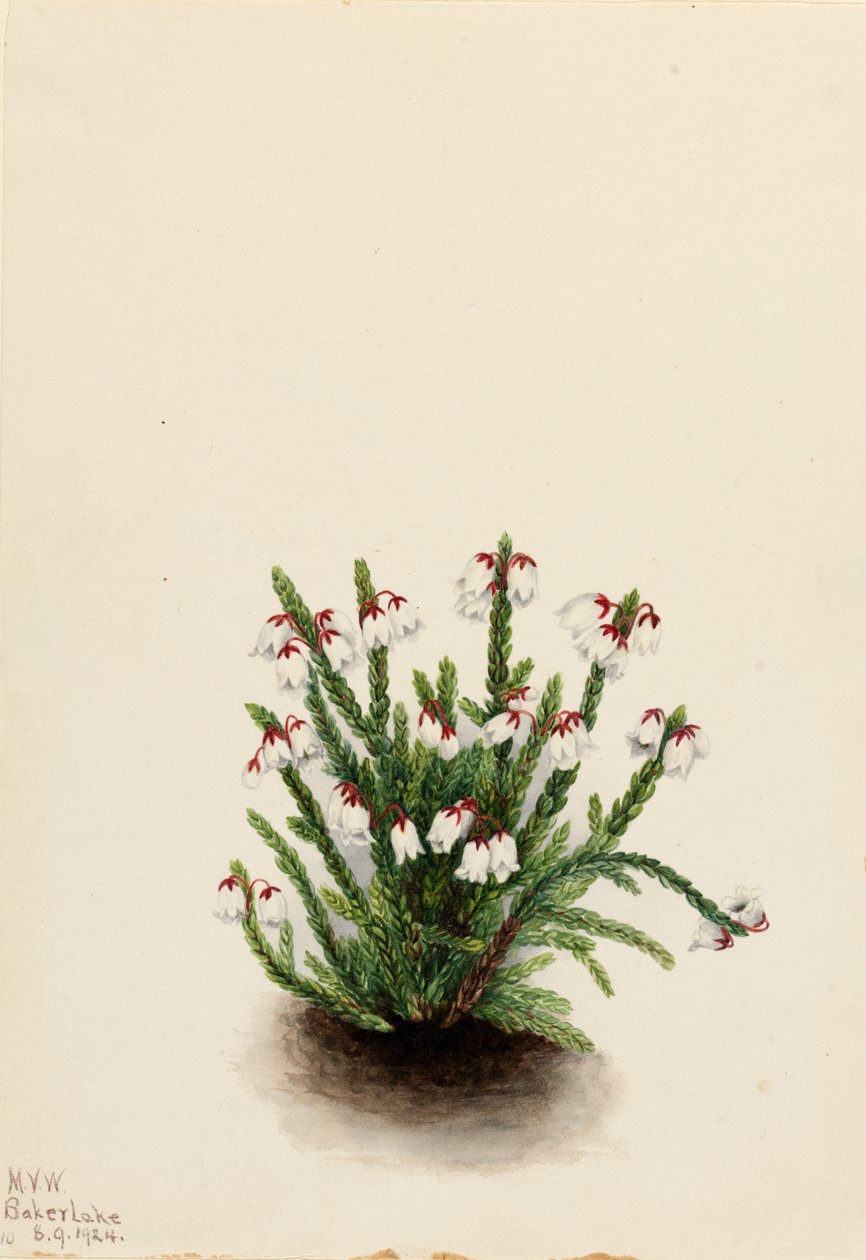 Cassiope des montagnes Rocheuses Cassiope mertensiana, 1924 - Mary Vaux Walcott