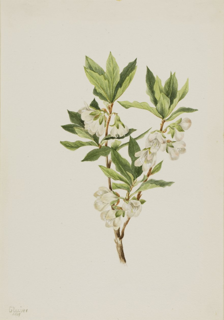 Rhododendron des montagnes Rocheuses Rhododendron albiflorum, 1901 - Mary Vaux Walcott