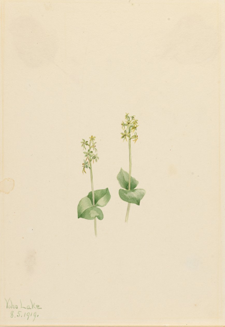 Ophrys des montagnes (Ophrys necrophylla) - Mary Vaux Walcott