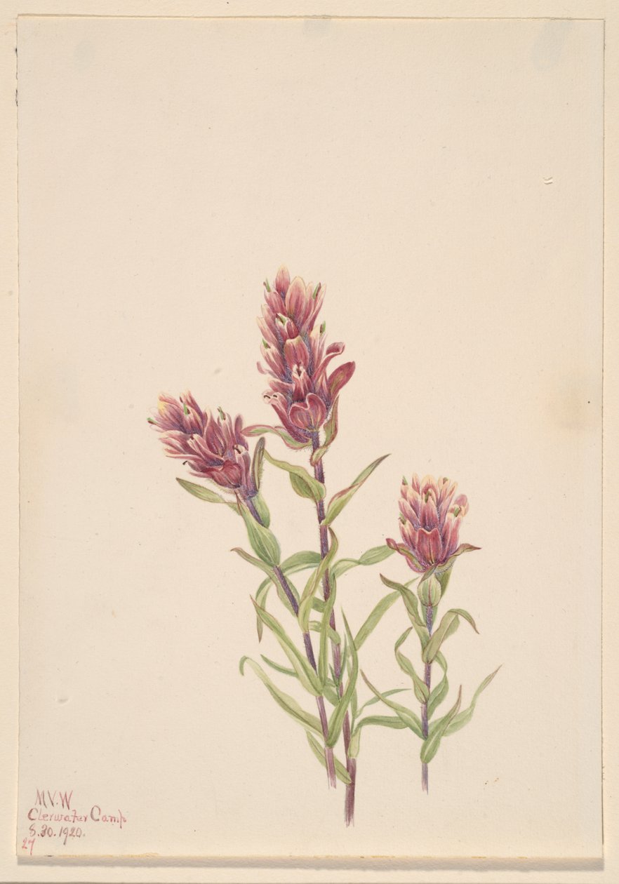 Castilleja pallida, 1920 - Mary Vaux Walcott