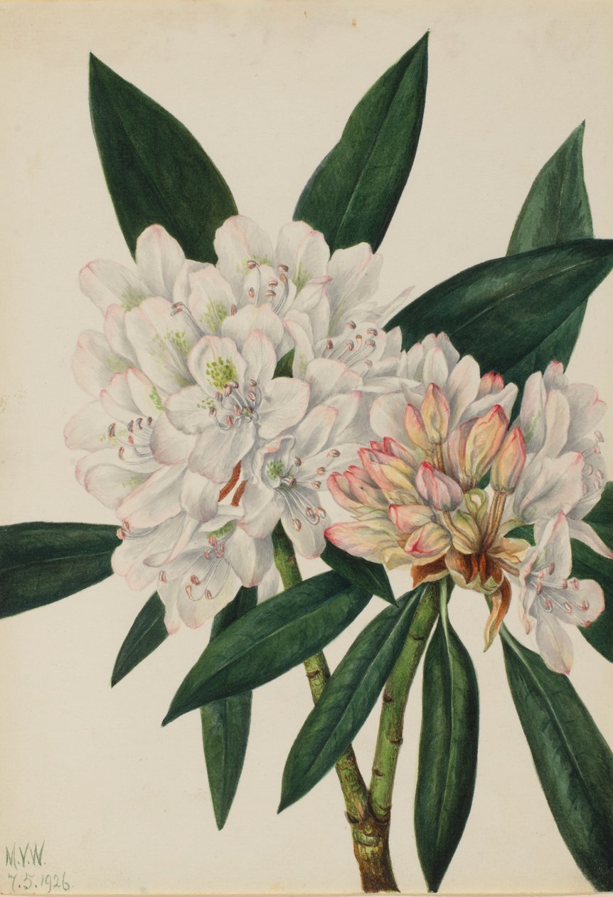 Rhododendron Rosebay (Rhododendron maximum) - Mary Vaux Walcott