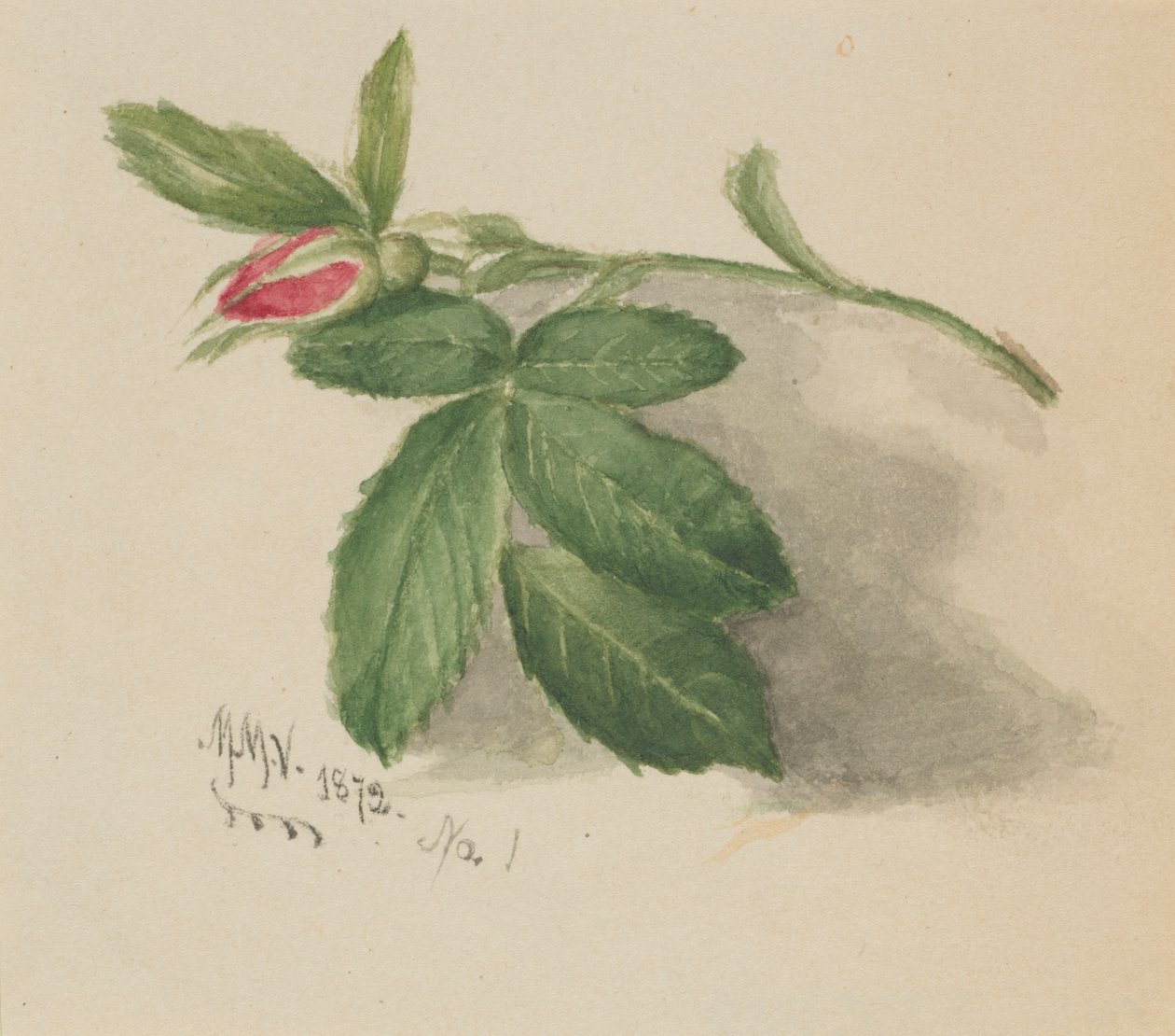 Rosebud, 1872 - Mary Vaux Walcott