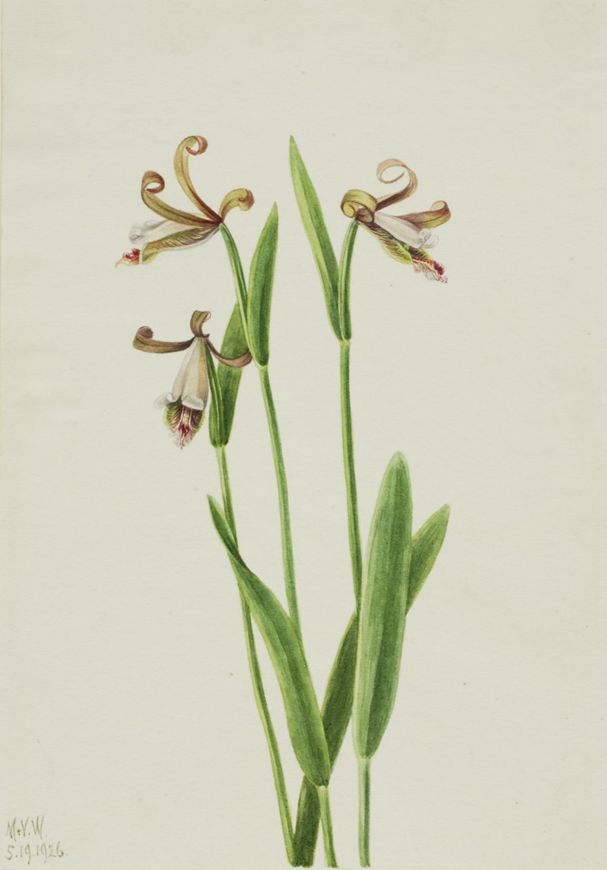 Orchidée bouton de rose Pogonia divaricata, 1926 - Mary Vaux Walcott