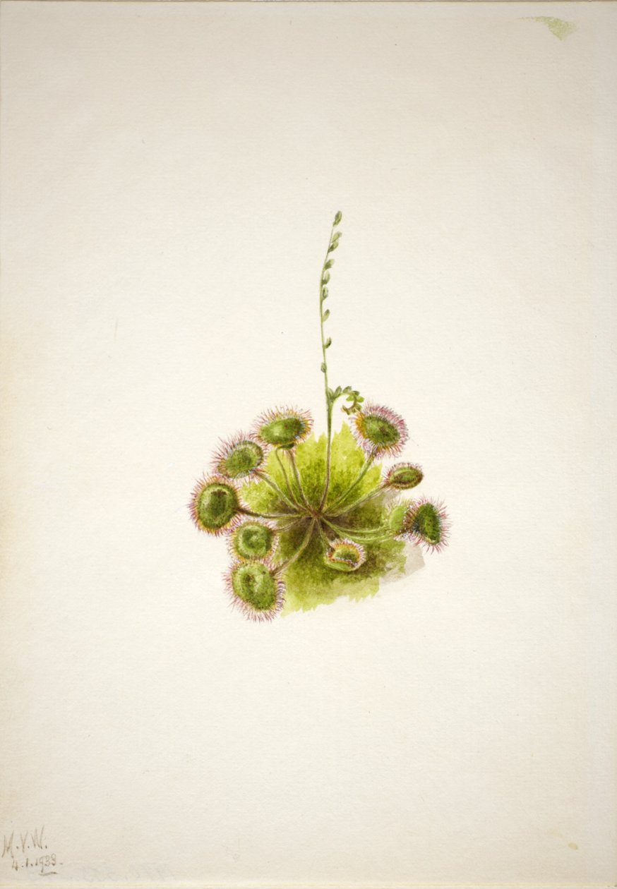 Droséra à feuilles rondes (Drosera rotundifolia) - Mary Vaux Walcott