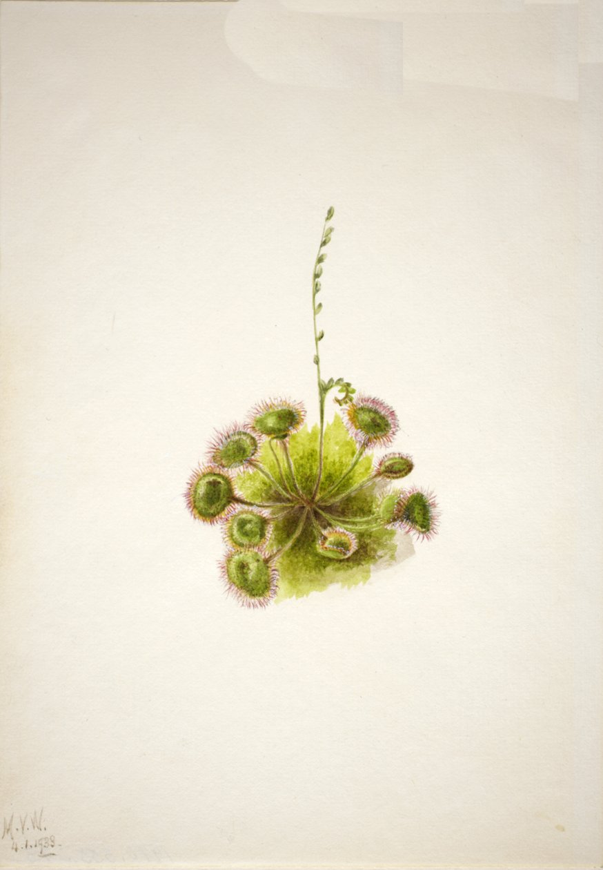 Droséra à feuilles rondes - Mary Vaux Walcott