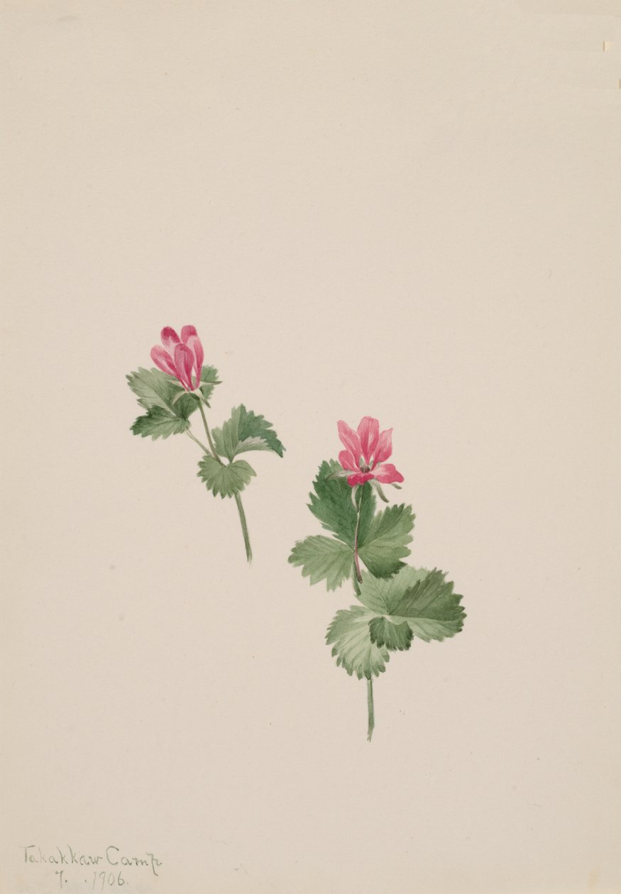 Rubus articus, 1881 - Mary Vaux Walcott