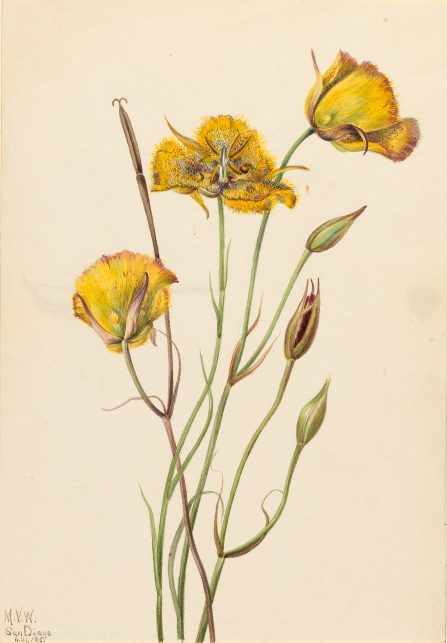 San Diego Mariposa Calochortus weedii - Mary Vaux Walcott