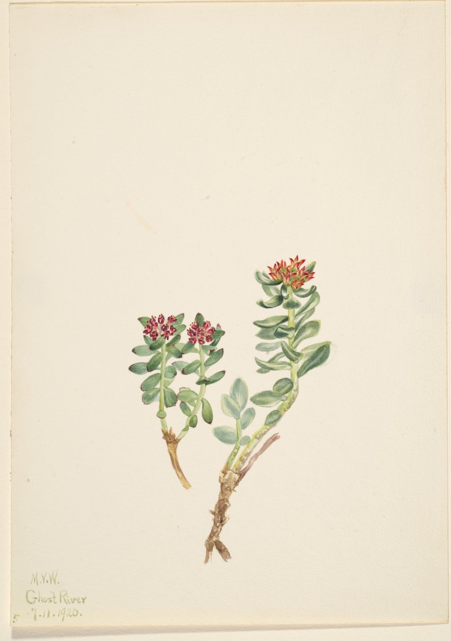 Sanifoiga adscendeus, 1920 - Mary Vaux Walcott