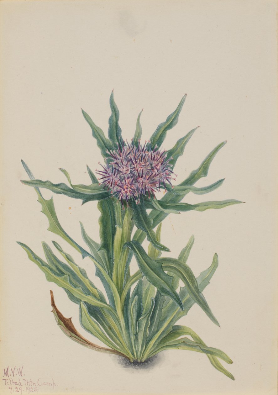 Saussurea Saussurea densa - Mary Vaux Walcott