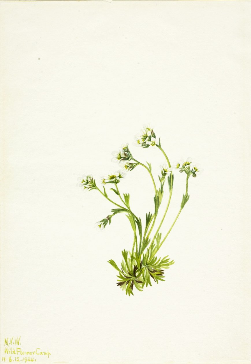 Saxifrage (Saxifraga caespitosa) - Mary Vaux Walcott