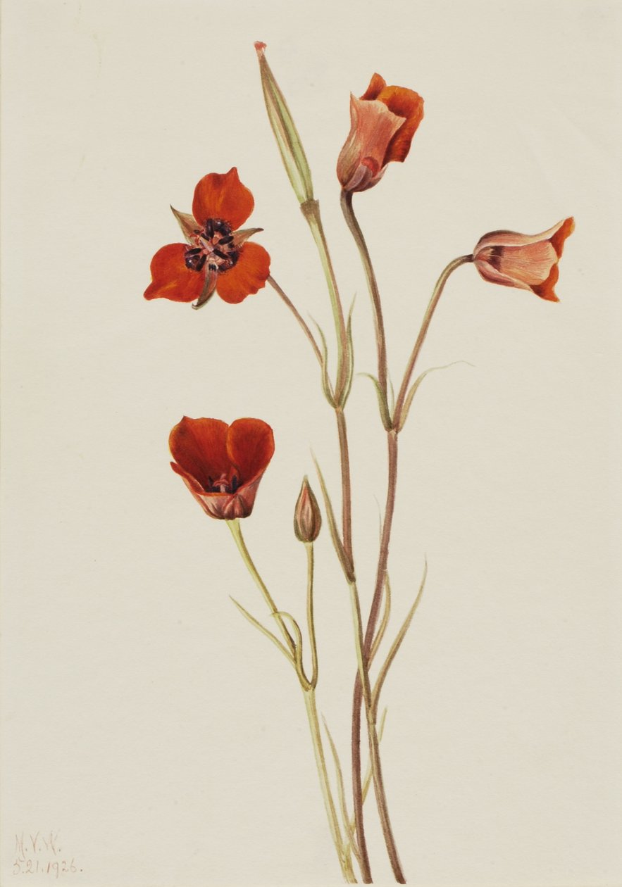 Mariposa écarlate (Calochortus kennedyi) - Mary Vaux Walcott