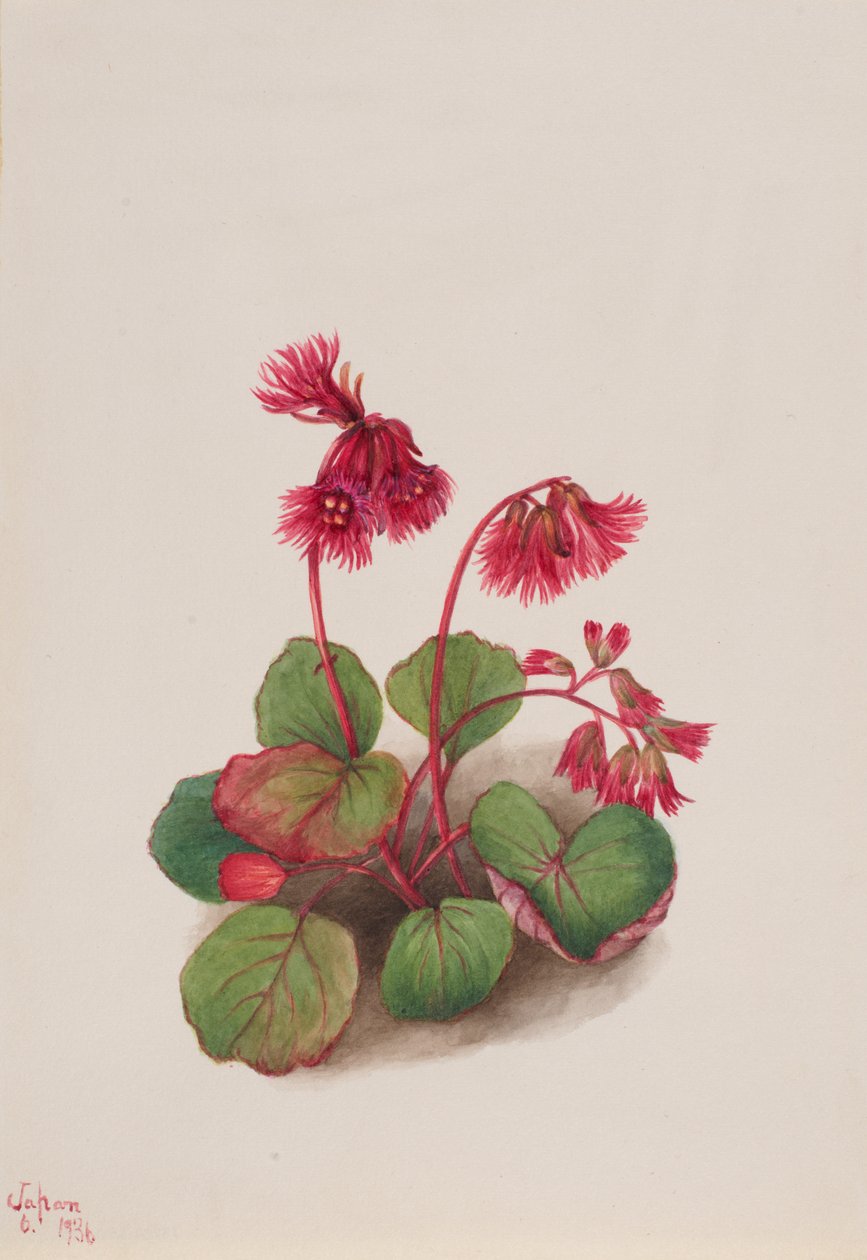 Schizocodon soldanelloides, 1936 - Mary Vaux Walcott