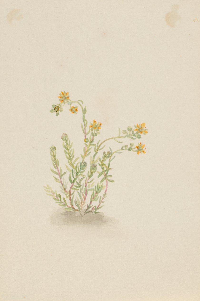 Sedum stenopetalum - Mary Vaux Walcott