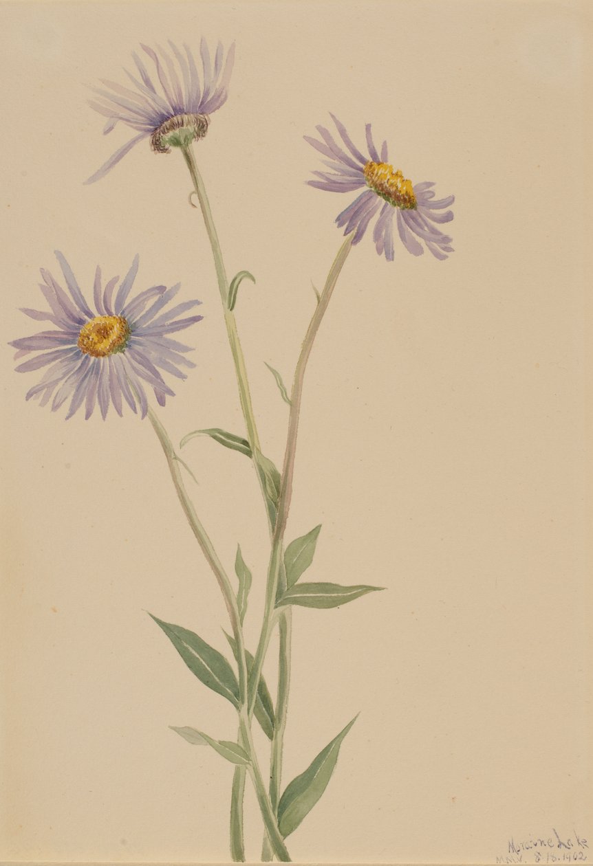 Erigeron salsugineux (Erigeron salsuginosus) - Mary Vaux Walcott