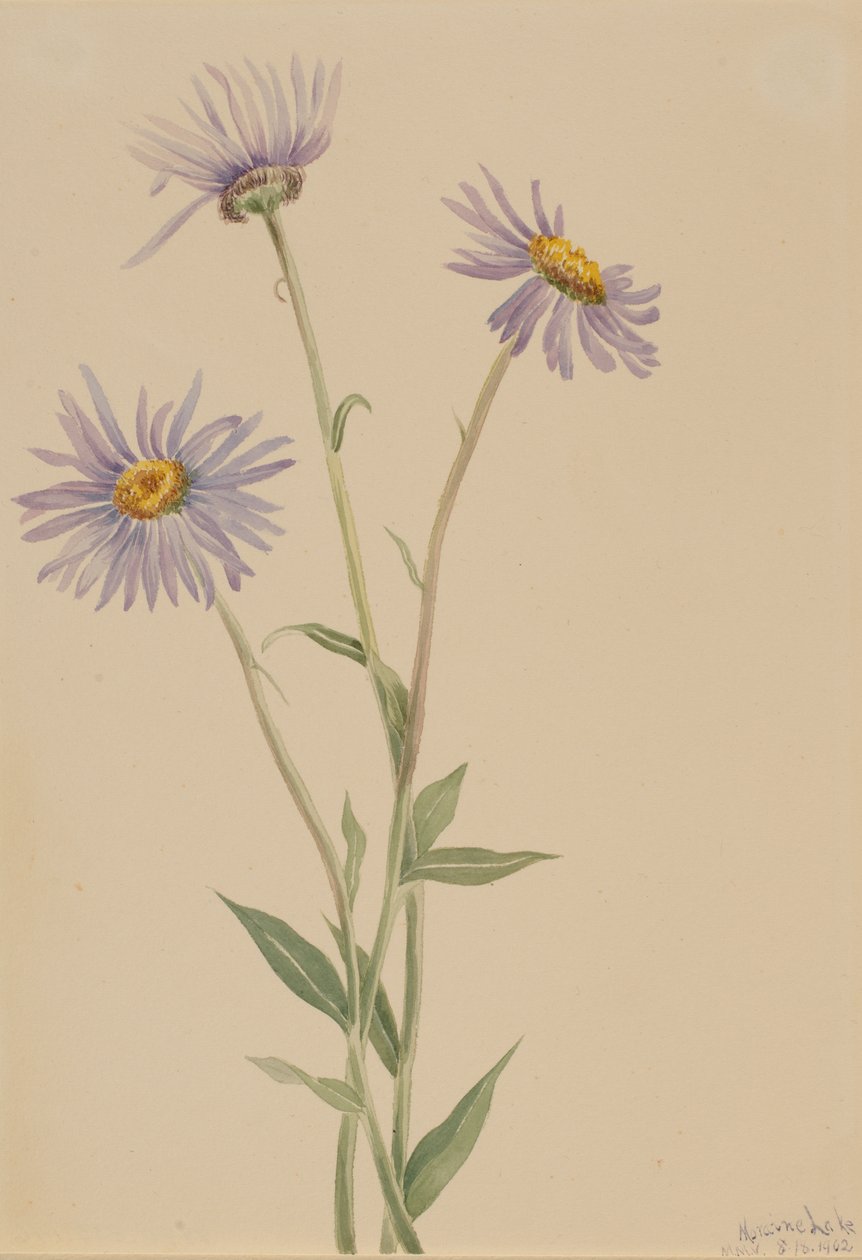 Vergerette voyante, 1902 - Mary Vaux Walcott