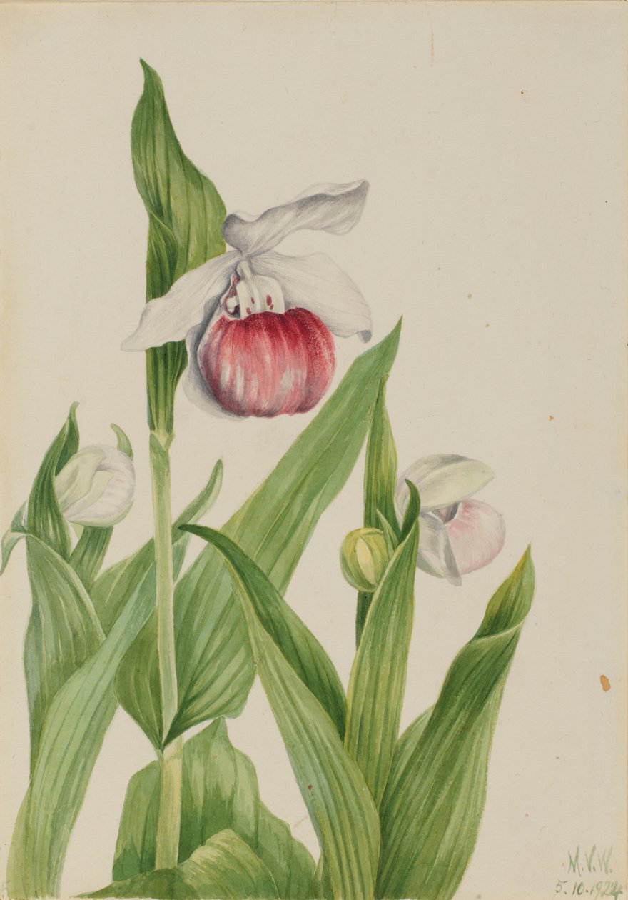 Sabot de la Reine Cypripedium reginae, 1924 - Mary Vaux Walcott