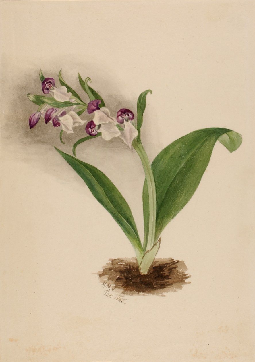 Orchidées voyantes (Orchis spectabilis) - Mary Vaux Walcott