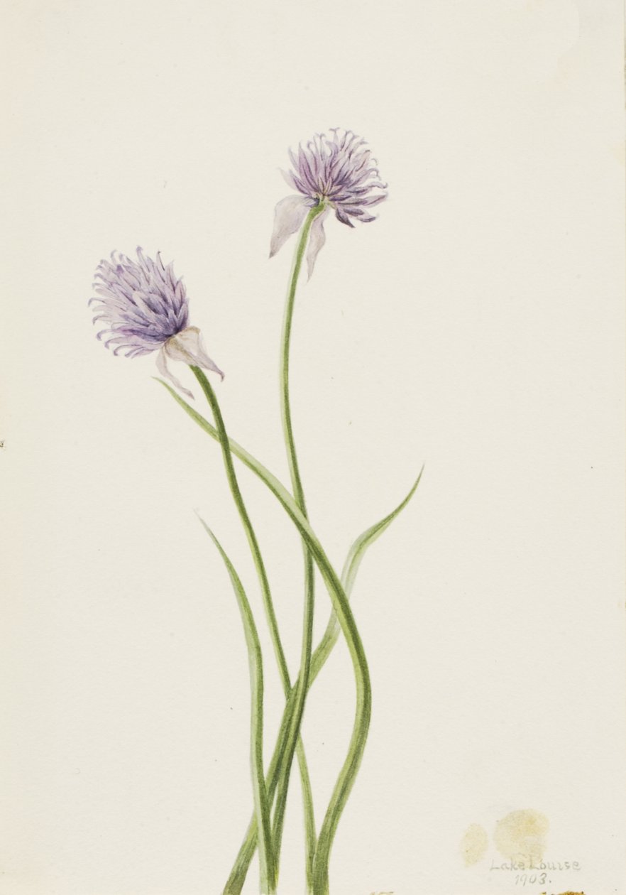 Oignon de Sibérie Allium sibericum, 1903 - Mary Vaux Walcott