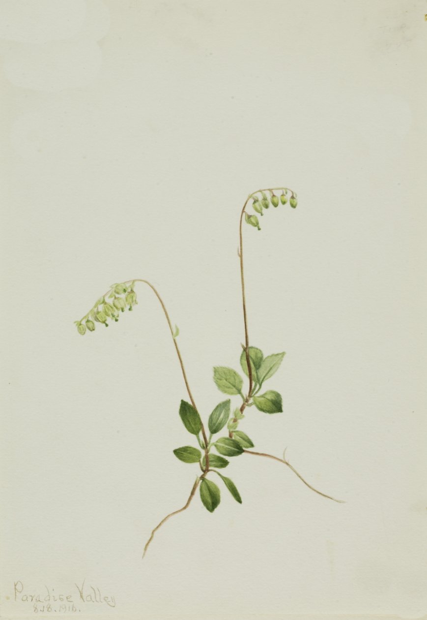 Sidebells Pyrola Pyrola secunda - Mary Vaux Walcott