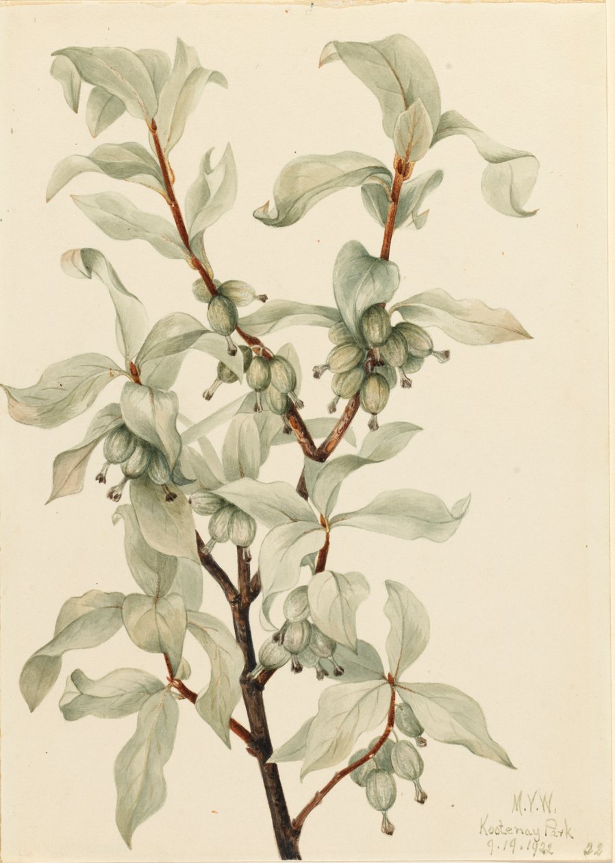 Élaéagnus argenté Elaeagnus commutata, 1922 - Mary Vaux Walcott