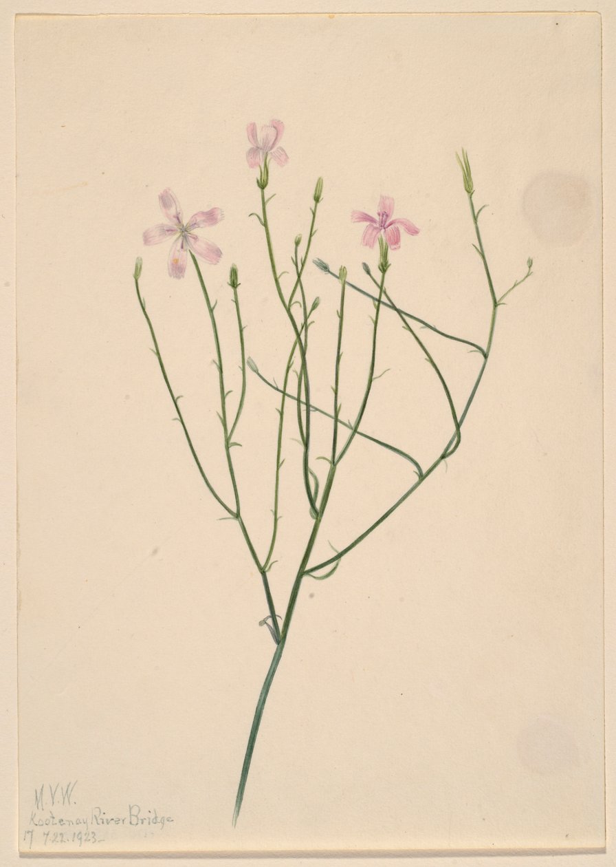 Fleur squelette (Lygodesmia juncea) - Mary Vaux Walcott