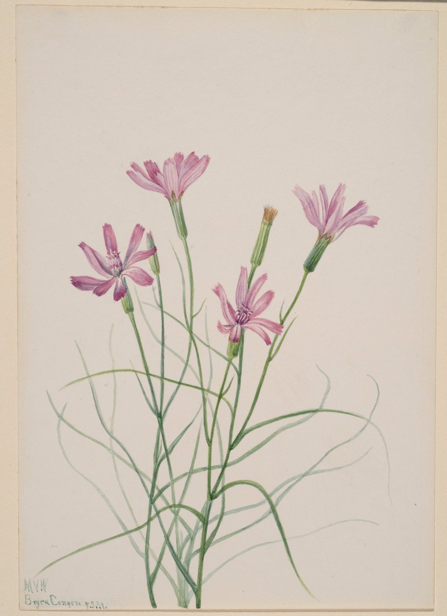 Herbe aux squelettes (Lygodesmia grandiflora) - Mary Vaux Walcott