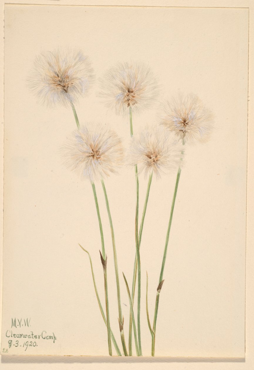 Slender Cotton-Grass (Eriophorum chamissonis) - Mary Vaux Walcott
