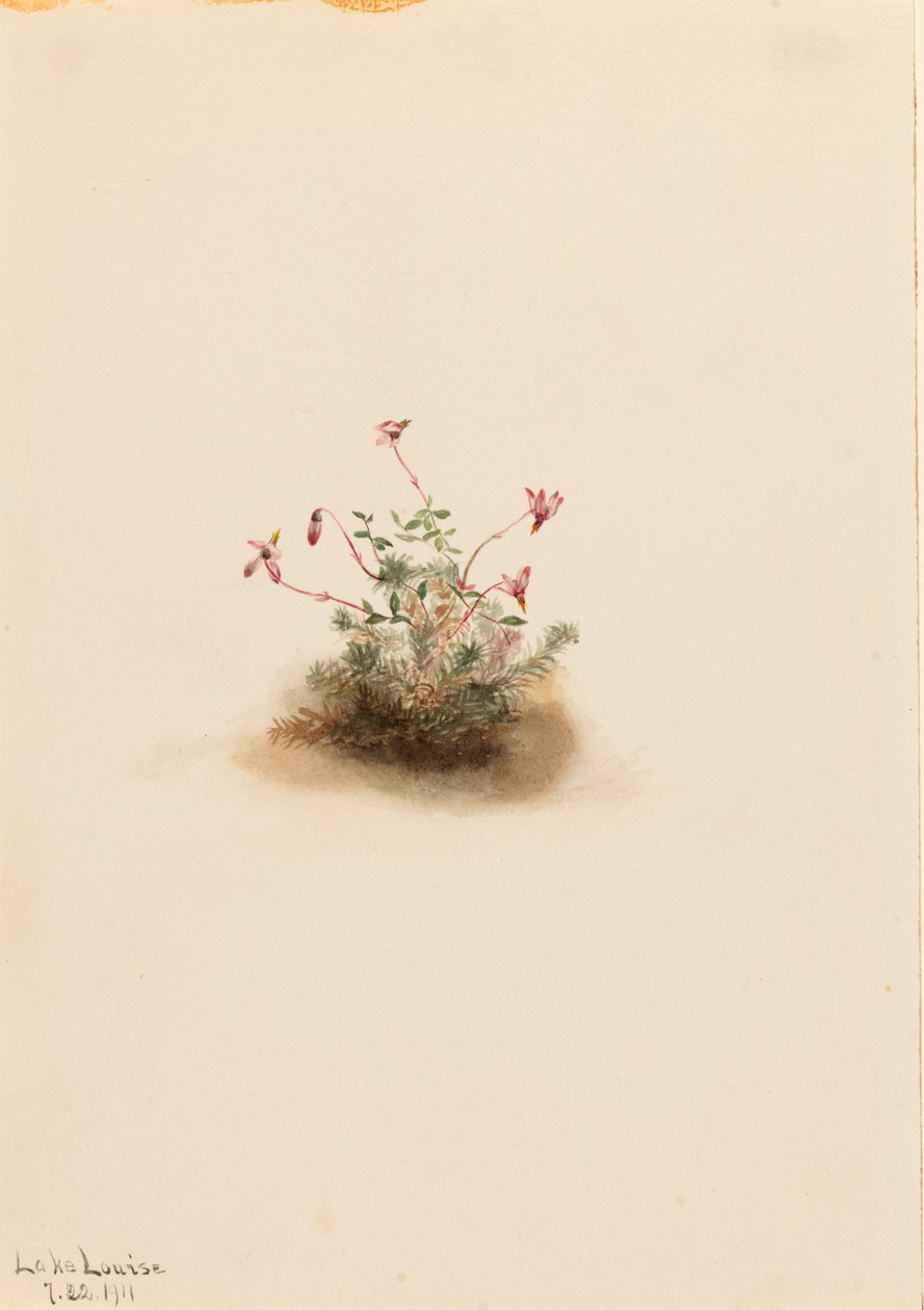 Petite airelle (Oxycoccus palustris) - Mary Vaux Walcott