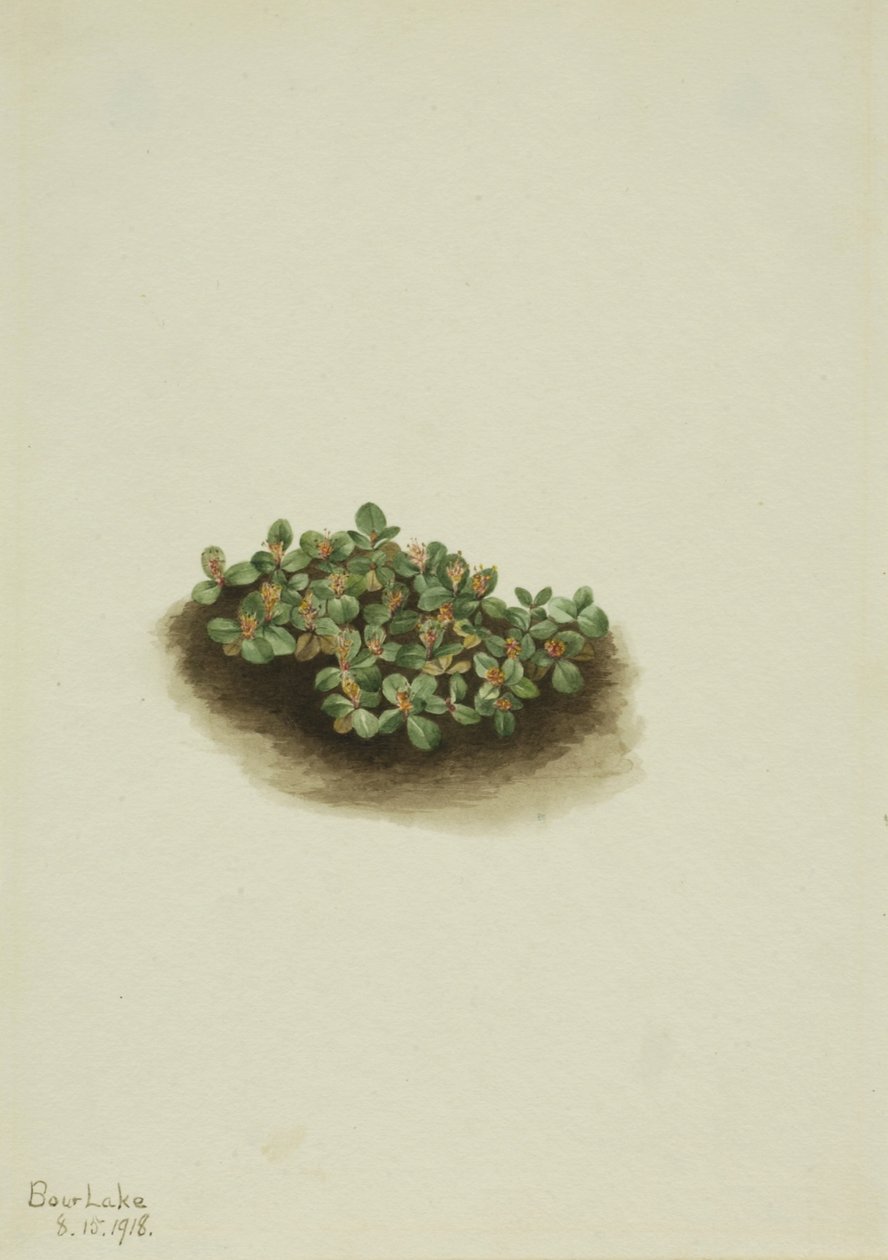 Saule des neiges (Salix nivalis) - Mary Vaux Walcott