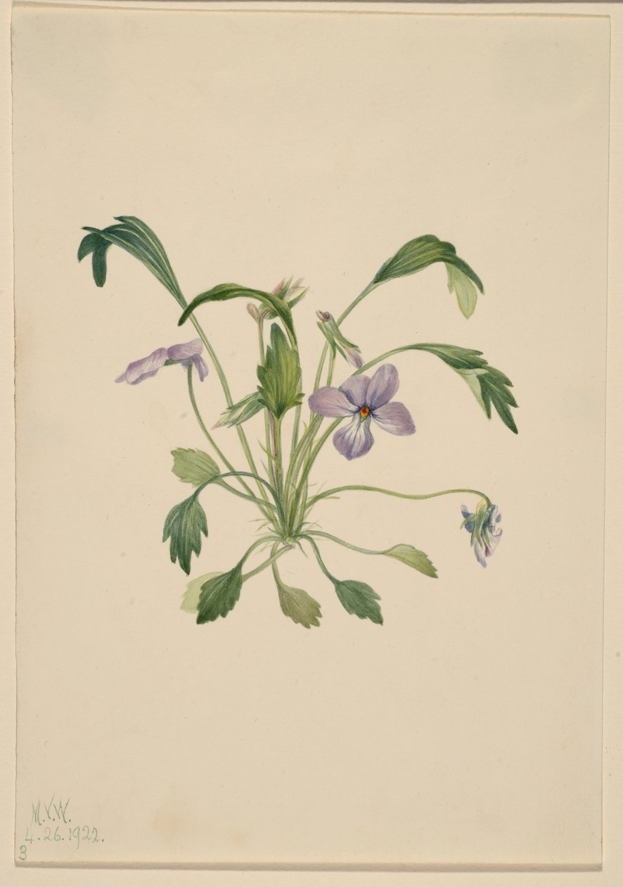 Violette à pied d