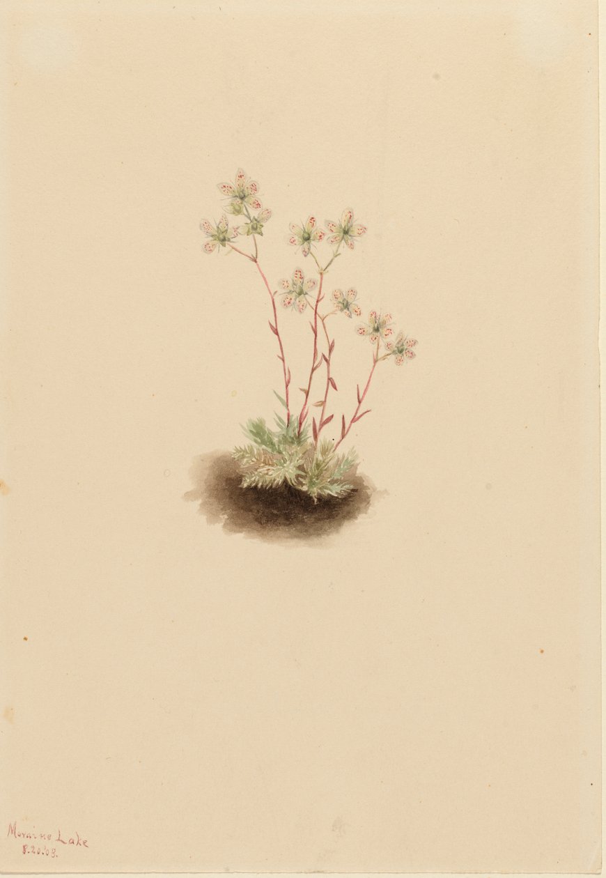 Saxifrage tachetée Saxifraga bronchialis - Mary Vaux Walcott