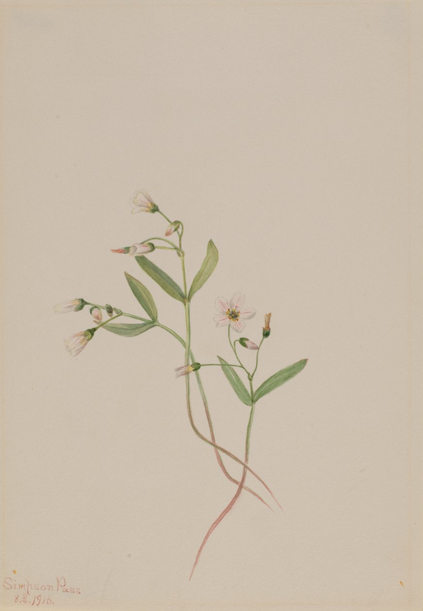 Beauté printanière Claytonia lanceolata, 1916 - Mary Vaux Walcott