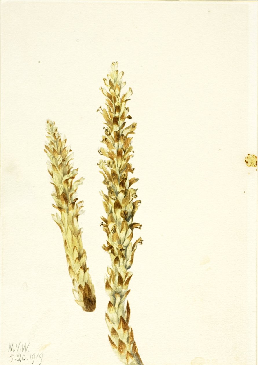 Squawroot Conopholis americana, 1919 - Mary Vaux Walcott