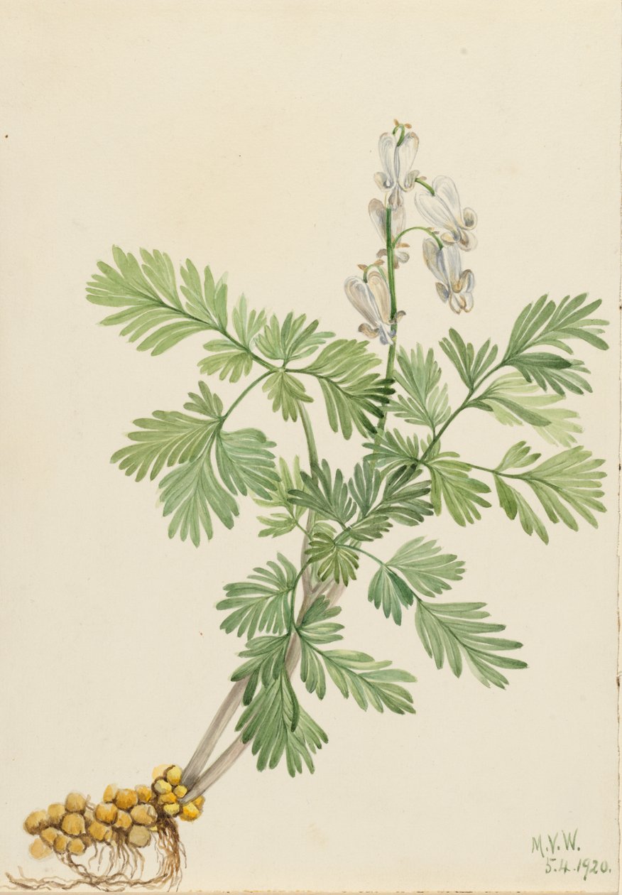 Squirrel Corn Bikukulla canadensis, 1920 - Mary Vaux Walcott