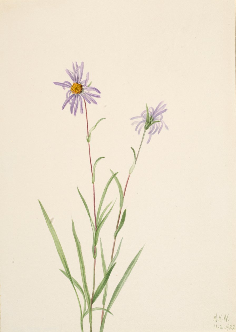 Aster des marais Aster paludosus, 1922 - Mary Vaux Walcott