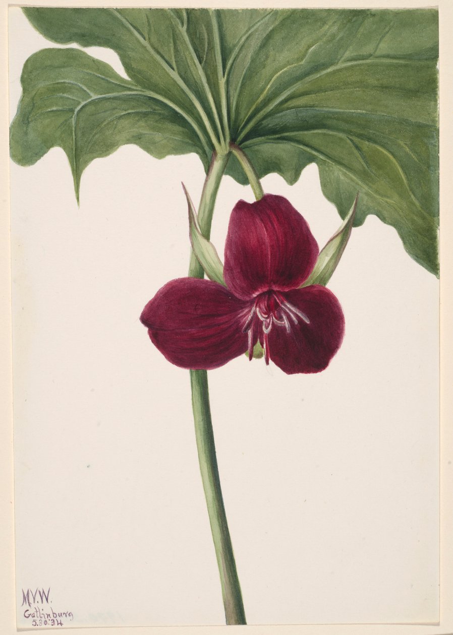 Trille doux (Trillium vasyi) - Mary Vaux Walcott