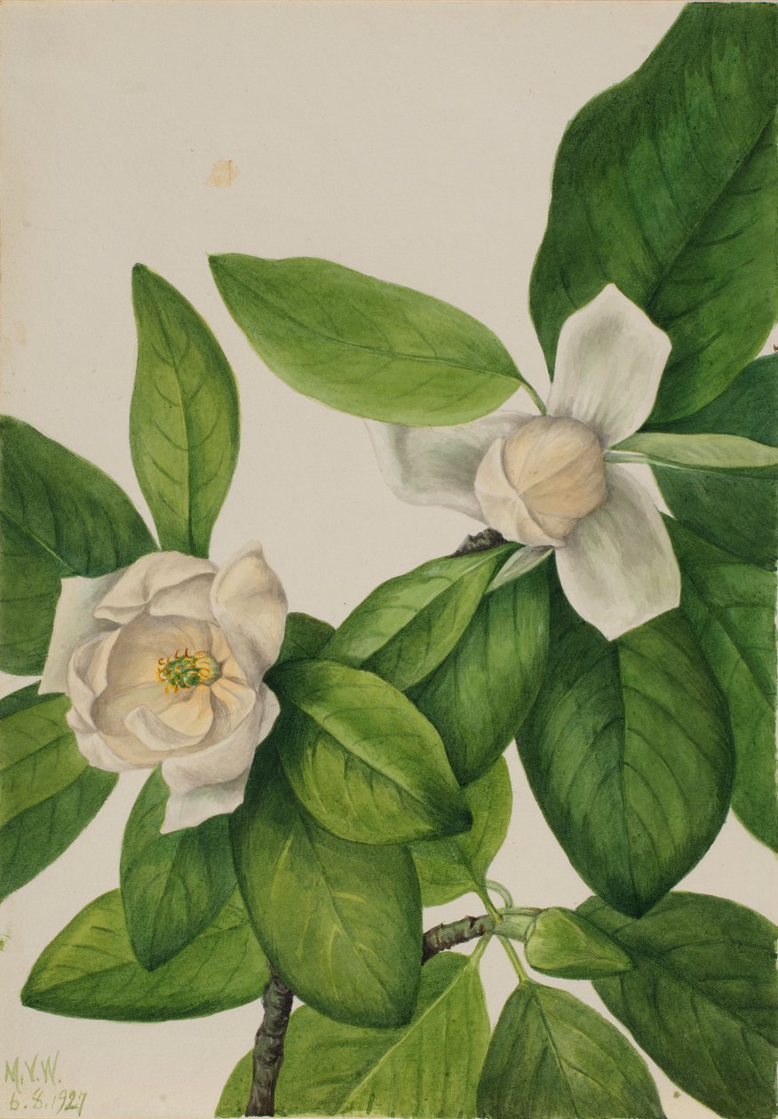 Magnolia (Magnolia virginiana) - Mary Vaux Walcott