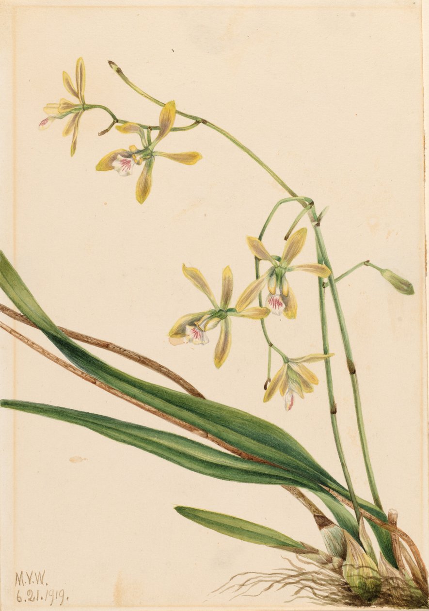Epidendron de Tampa (Epidendrum tampense) - Mary Vaux Walcott